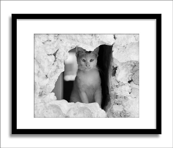 fotografie en kunst van katten