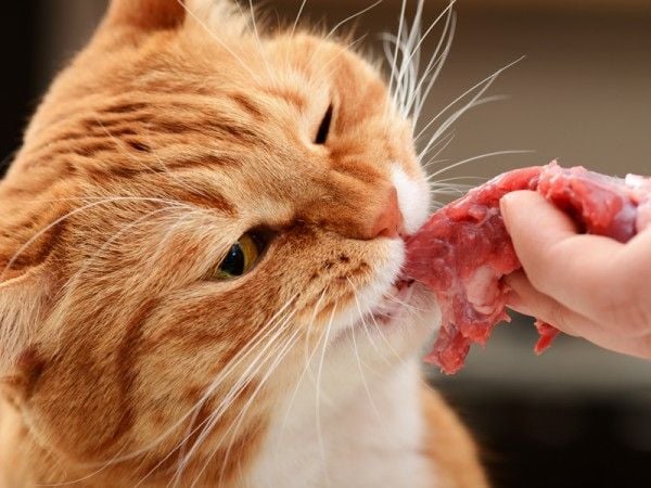 gezondheid van katten