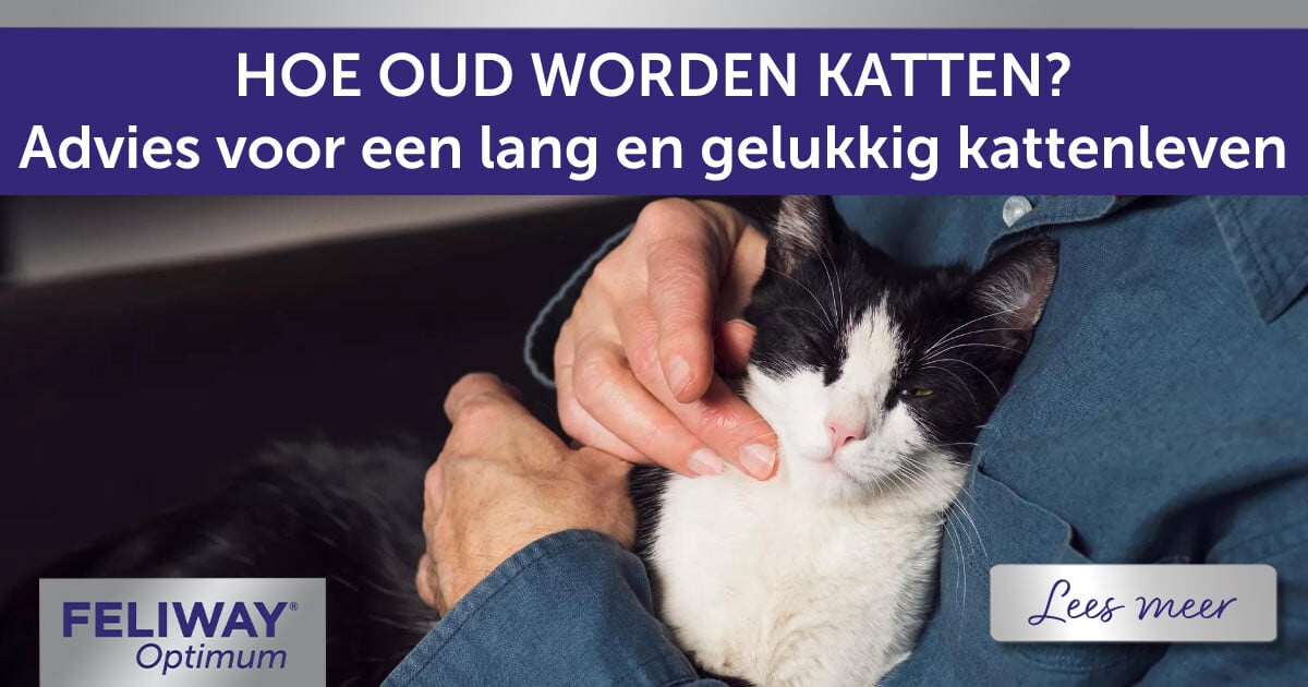 kattenadvies