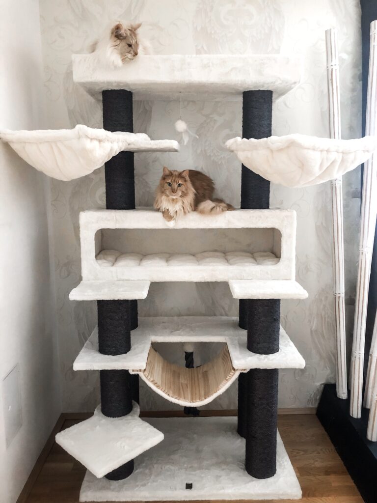 krabpaal grote katten