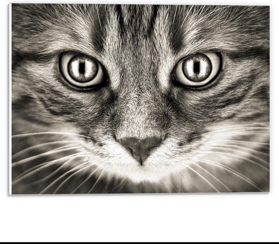 fotografie en kunst van katten