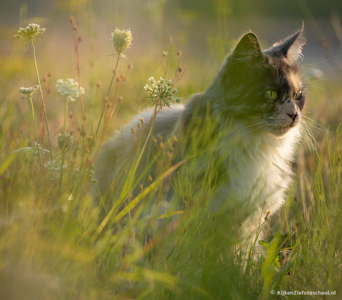 kattenfotografie