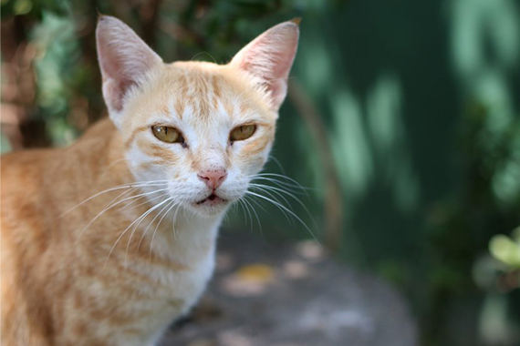 kattenrasseninformatie