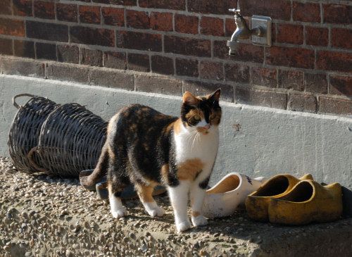 boerderij kat