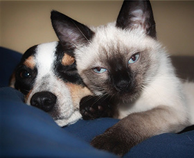 kat hond