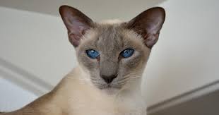 siamese katten