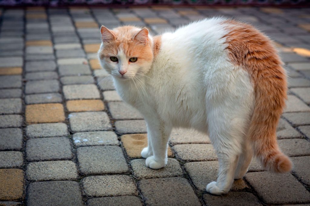 van kat