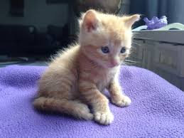 dierenasiel kittens
