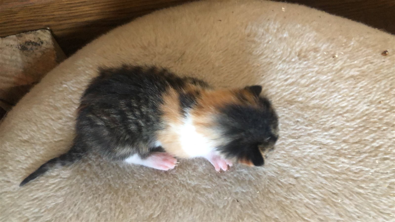 kat te koop marktplaats