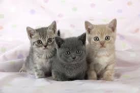 katten en kittens te koop