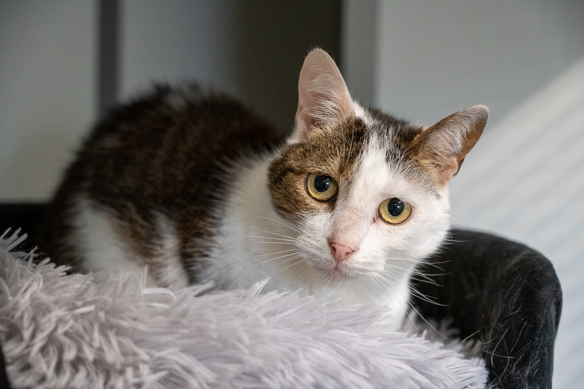katten te koop asiel