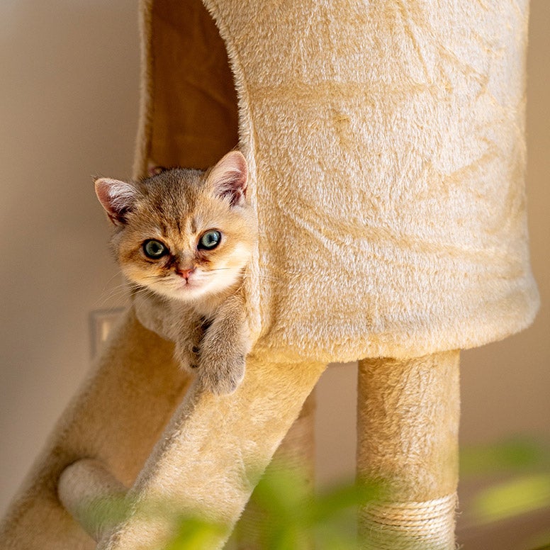 kitten krabpaal