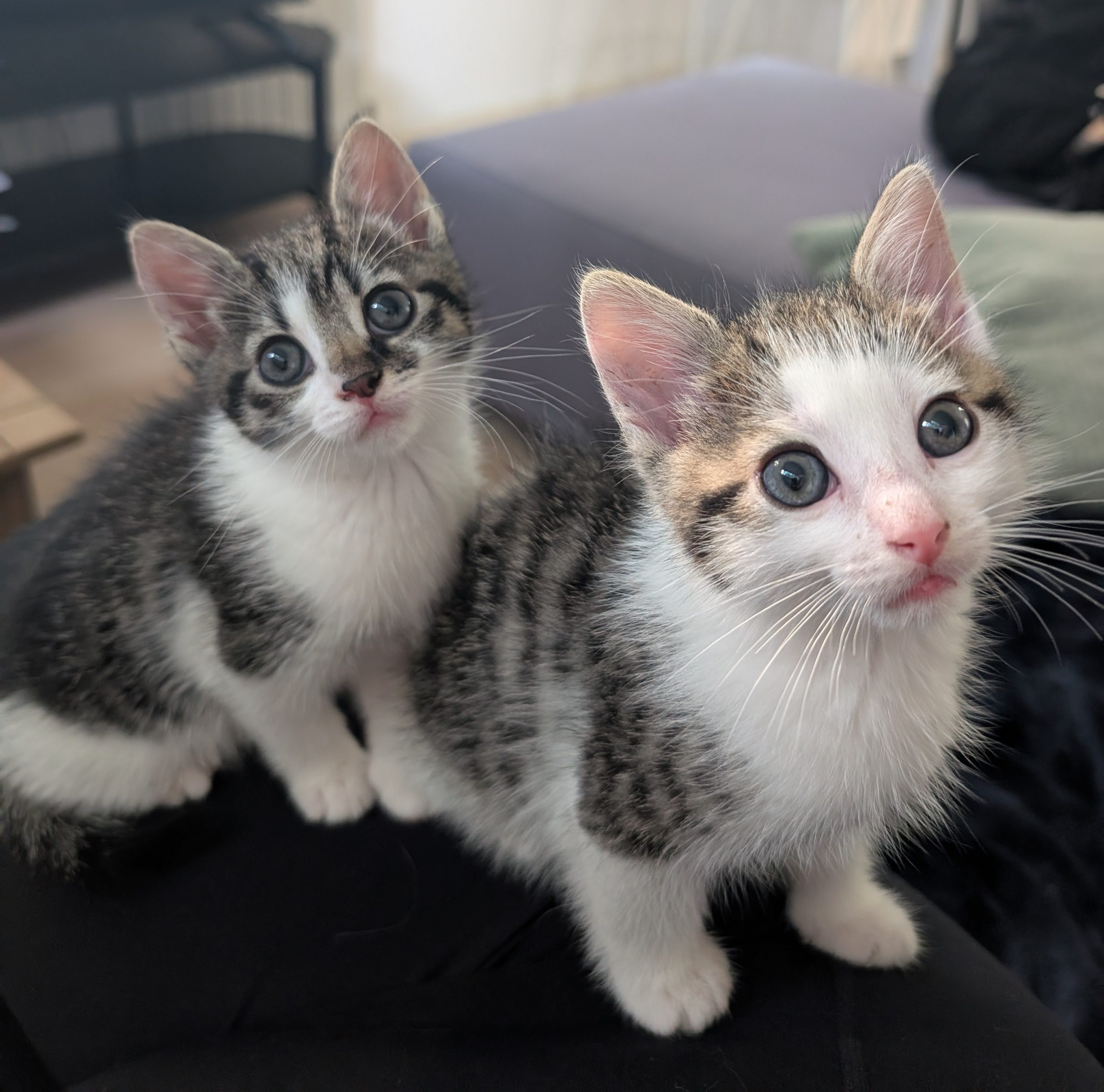 kittens asiel