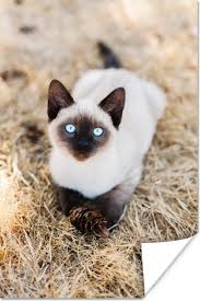 siamese kat kitten