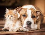 hond kat